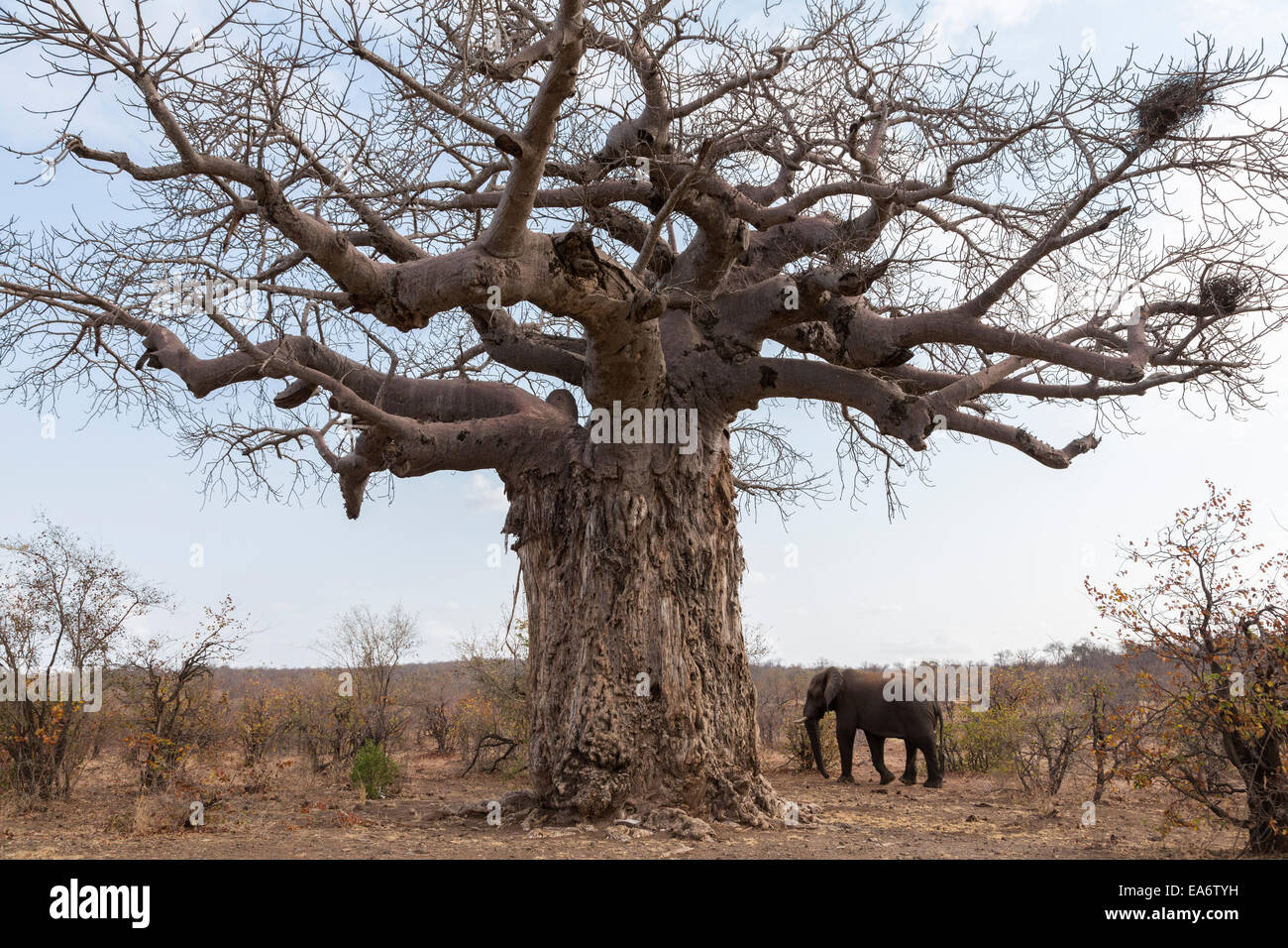 African baobab (Adansonia digitata) and elephant (Loxodonta africana), Kruger national park, South Africa Stock Photo