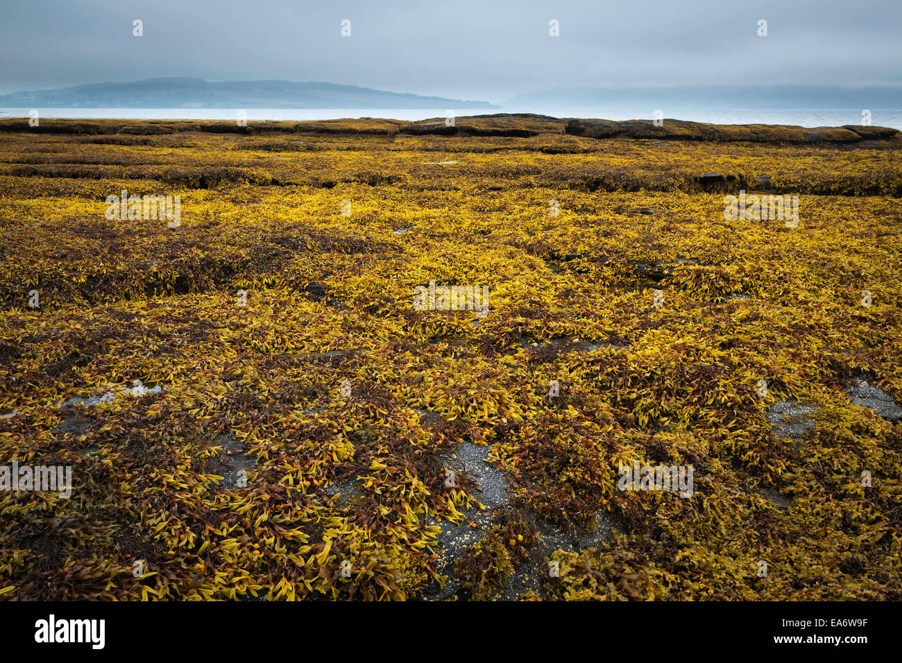 Yellow kelp covered shoreline at low