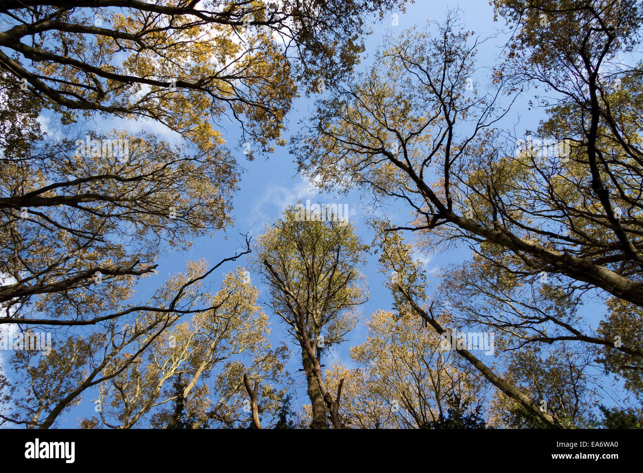 Above tree canopy hires stock photography and images Alamy