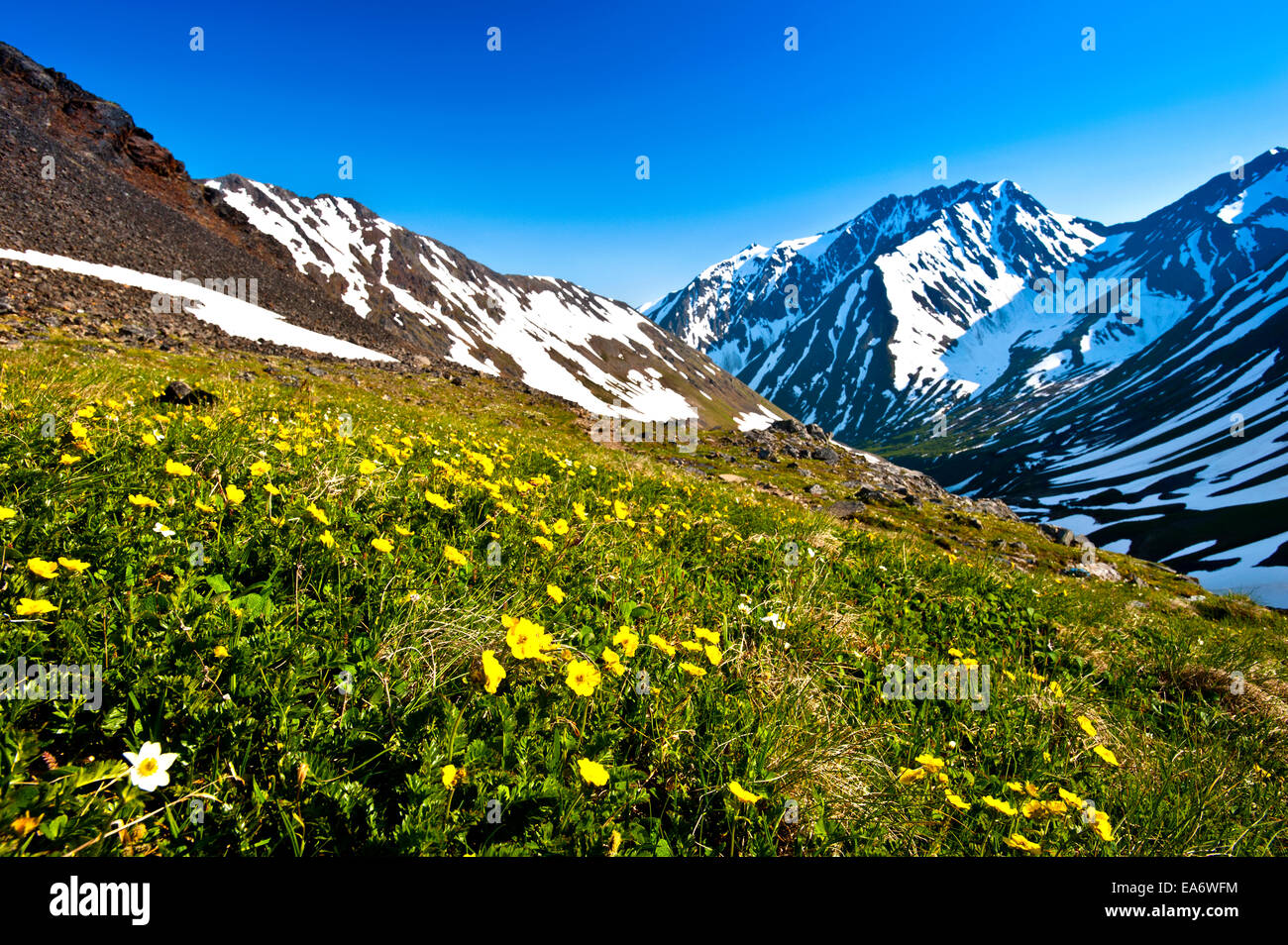 Yellow wildflowers grow in a meadow with snowy mountains in the ...