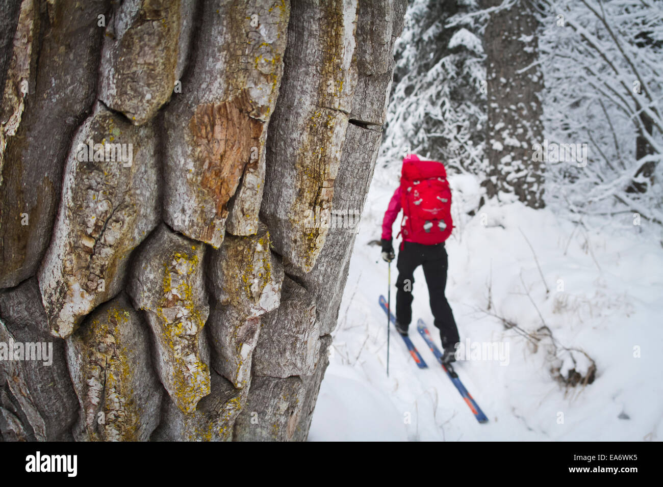 Cross country skiing along the Russian River to Aspen Flats Cabin