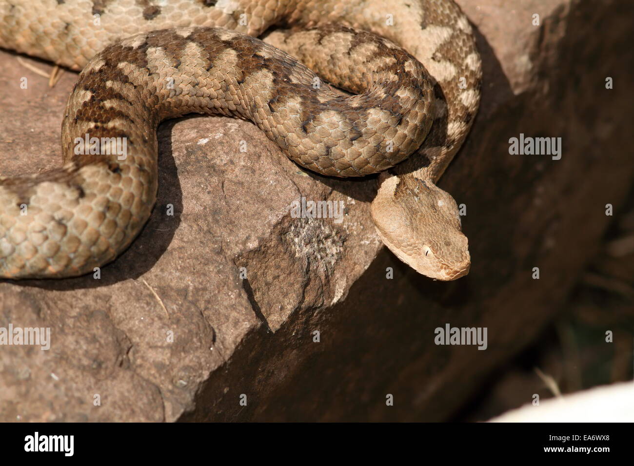 dangerous venomous european snake (Nose horned viper, Vipera ammodytes, female) basking on a