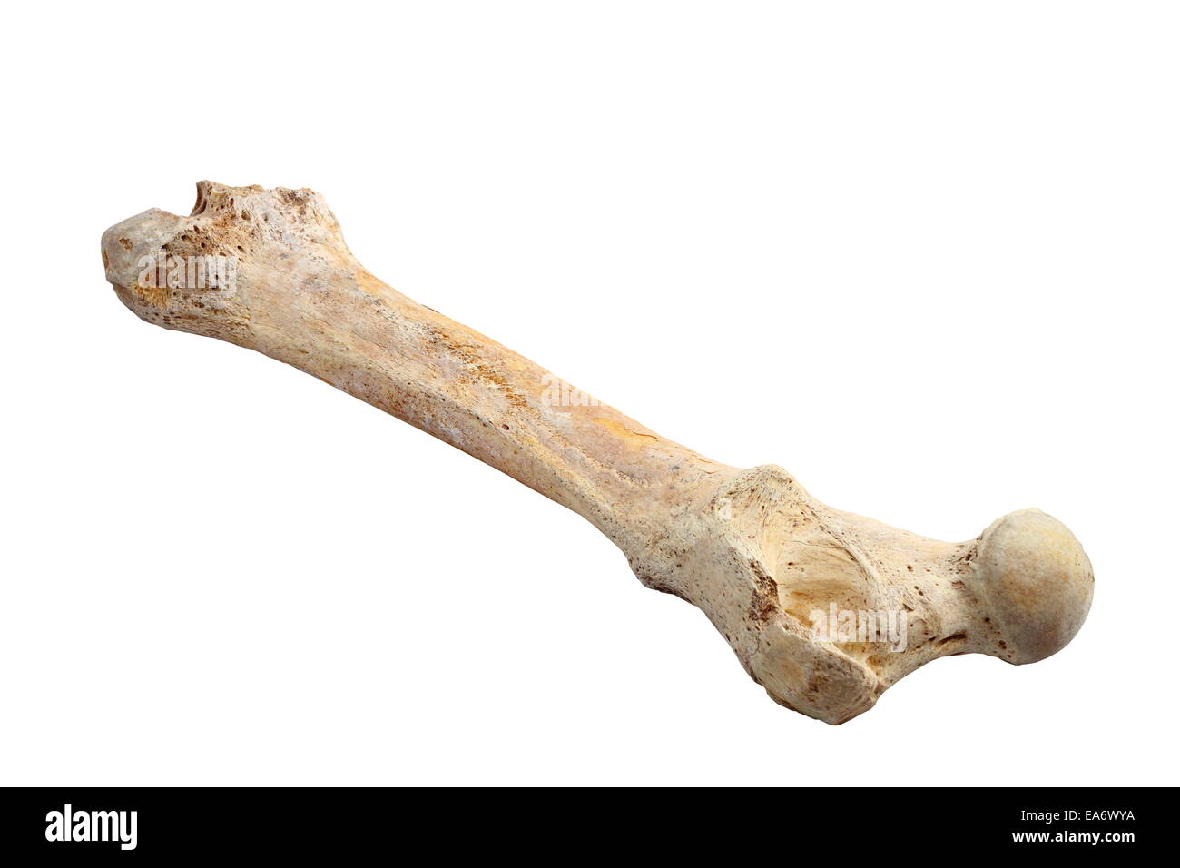 ursus spelaeus ( cave bear ) bone isolated over white background Stock Photo