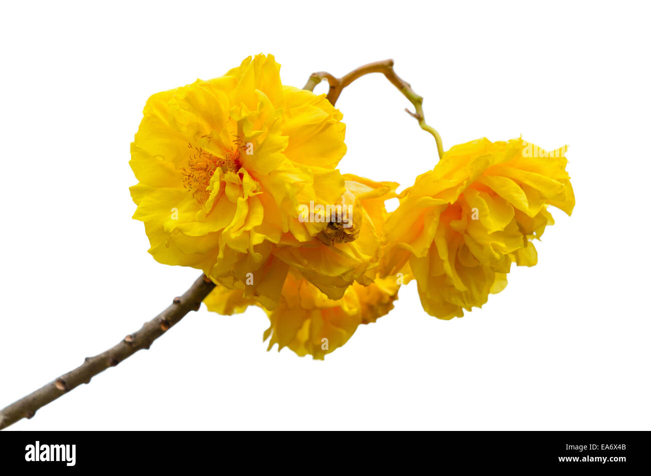 Yellow and bright flowers of Cochlospermum Regium or Double Butter Cup isolated on white with clipping Paths Stock Photo