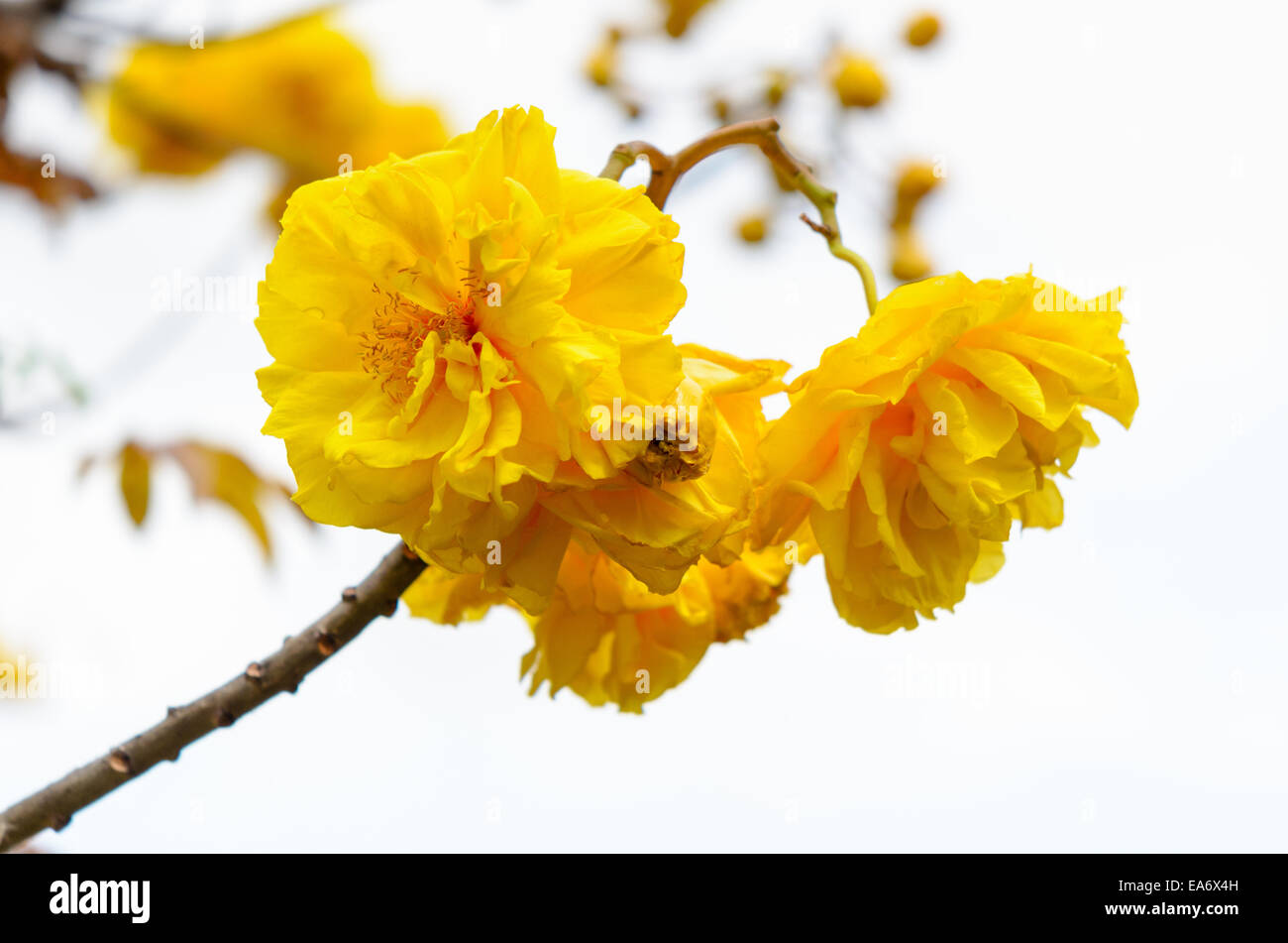Yellow and bright flowers of Cochlospermum Regium or Double Butter Cup Stock Photo