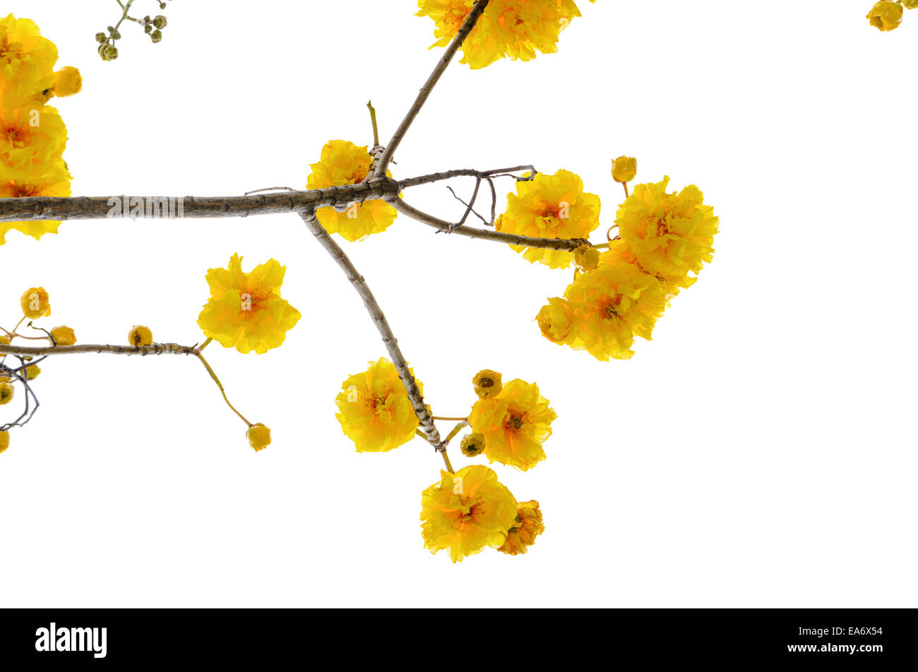 Yellow and bright flowers of Cochlospermum Regium or Double Butter Cup isolated on white with clipping Paths Stock Photo