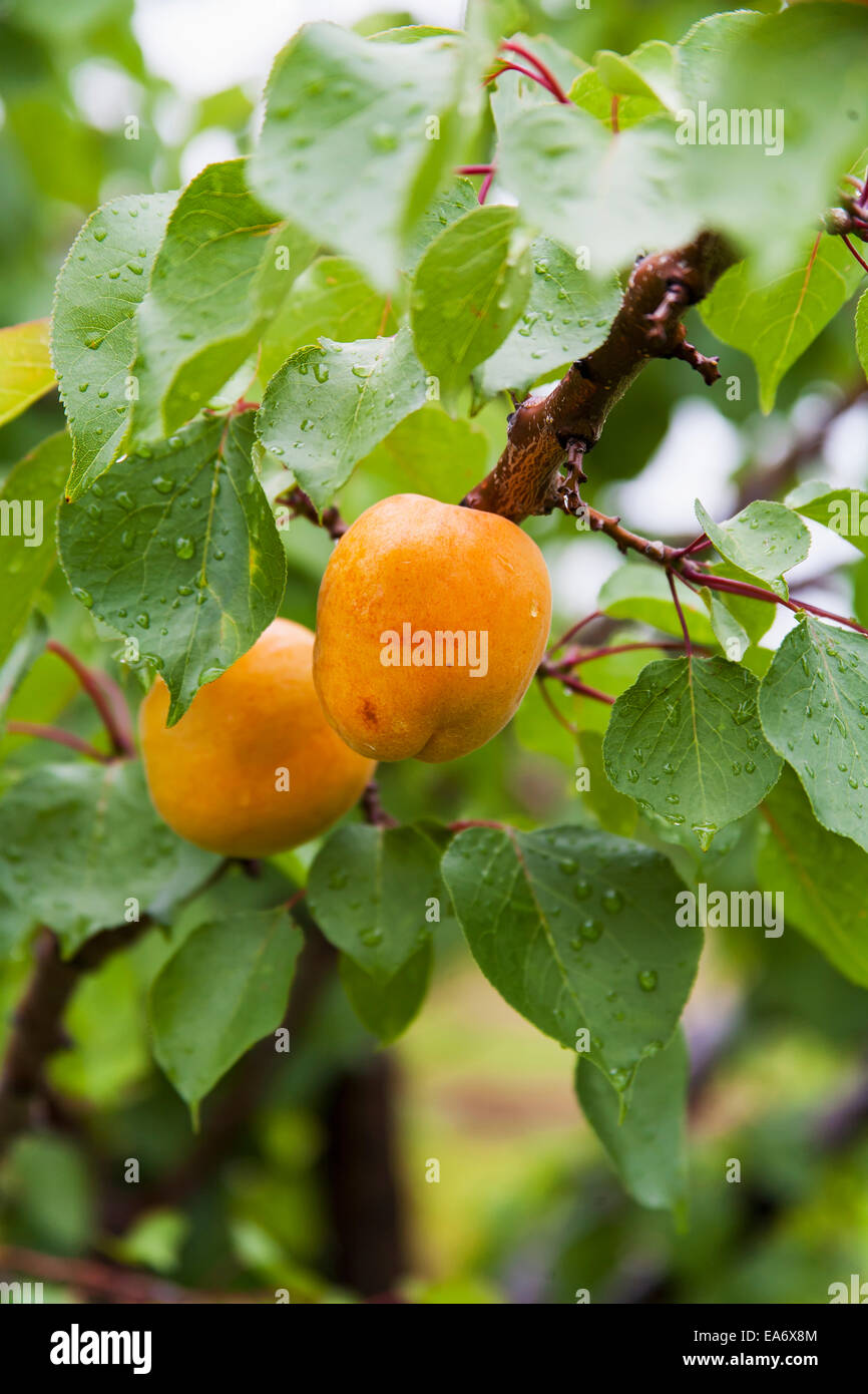 Apricots on a tree; St. Catharines, Ontario, Canada Stock Photo Alamy