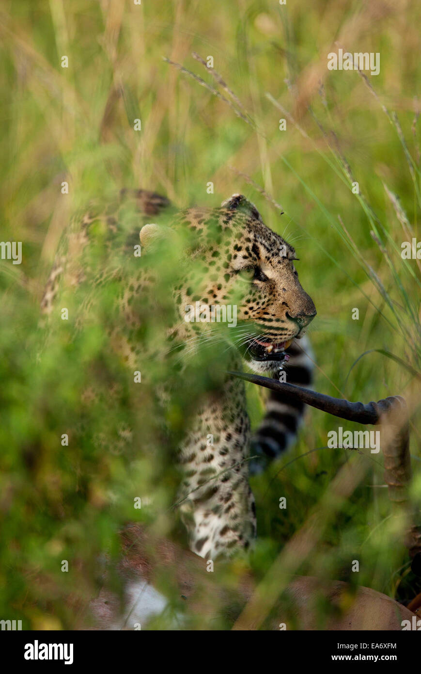 Leopard with a kill walking through long grass. Stock Photo