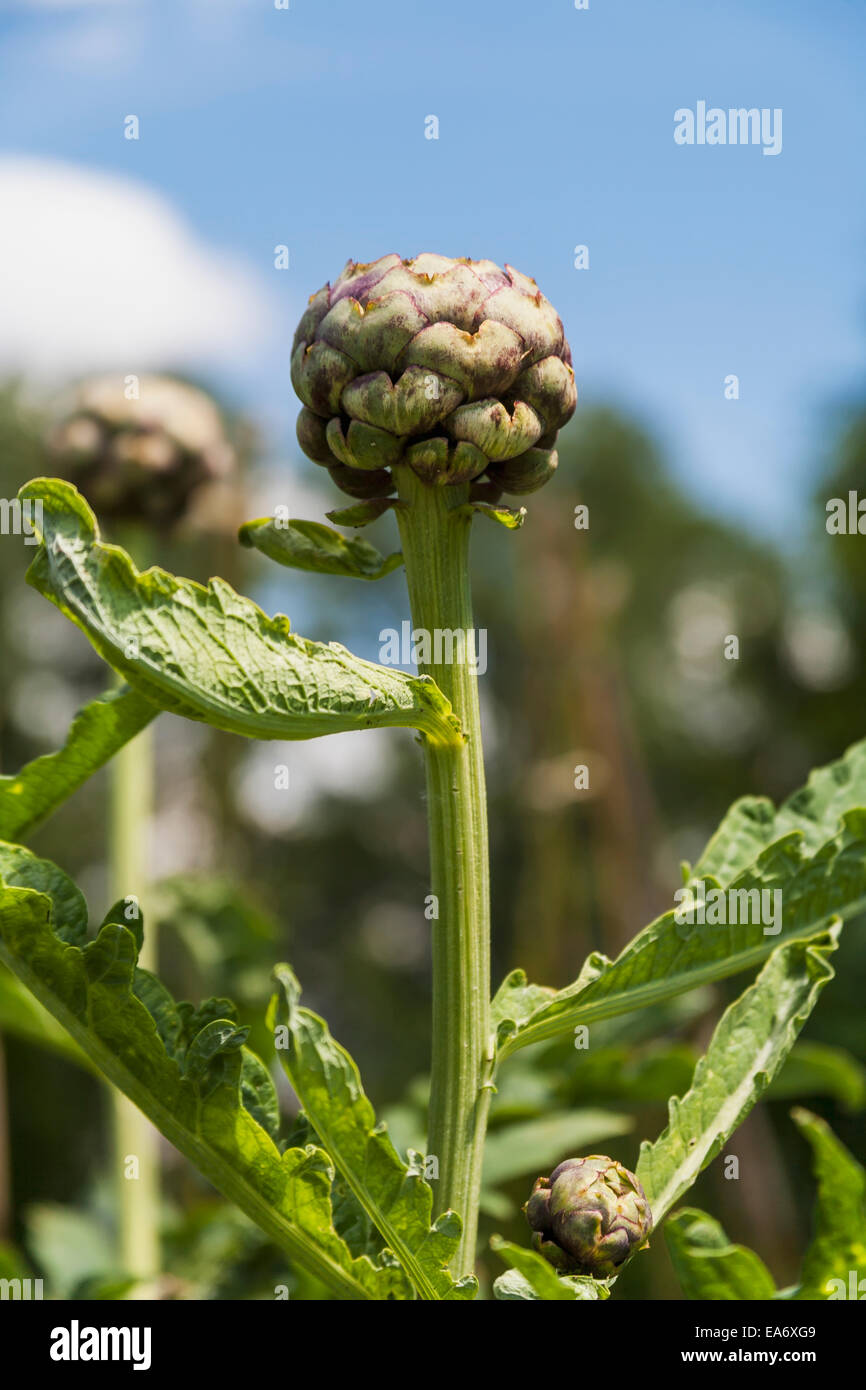 Globe thistle in british garden hires stock photography and images Alamy
