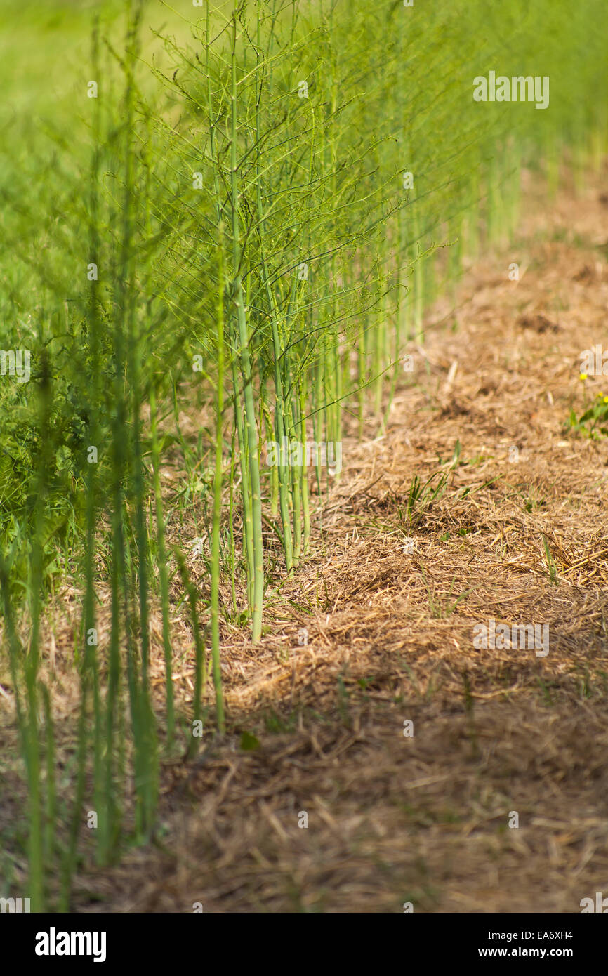 Asparagus plants growing in a straw mulch; Toronto, Ontario, Canada