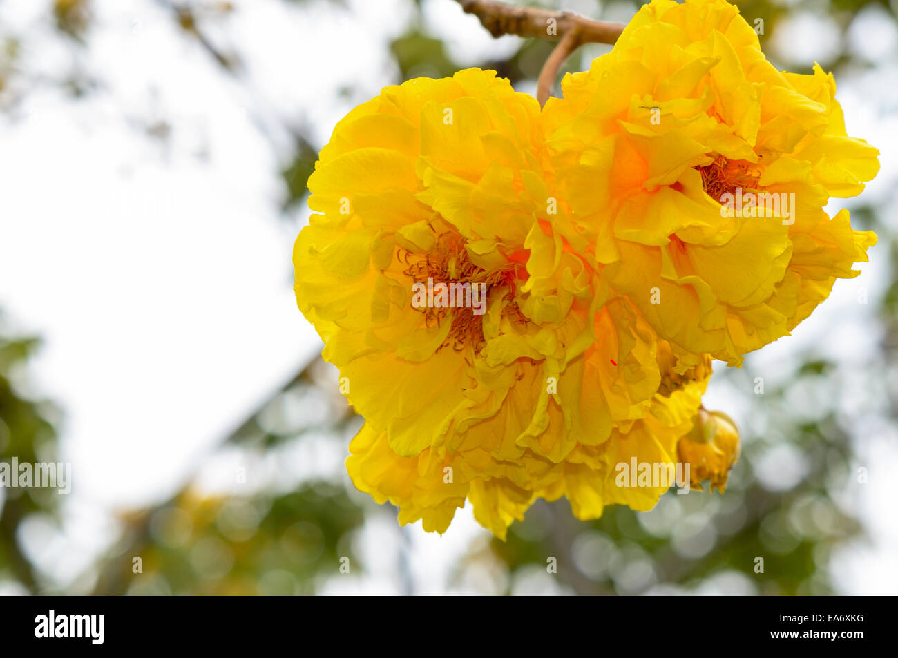 Yellow and bright flowers of Cochlospermum Regium or Double Butter Cup on tree Stock Photo