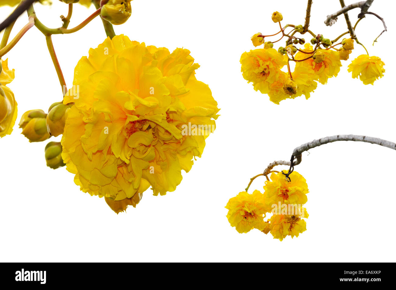 Yellow and bright flowers of Cochlospermum Regium or Double Butter Cup isolated on white with Clipping Paths Stock Photo