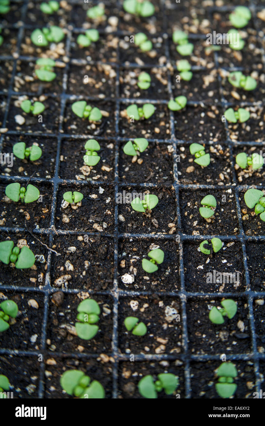 Genovese basil seedlings (Occium basilicum); Toronto, Ontario, Canada