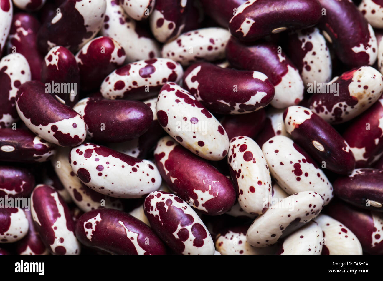 Jacob s cattle hires stock photography and images Alamy