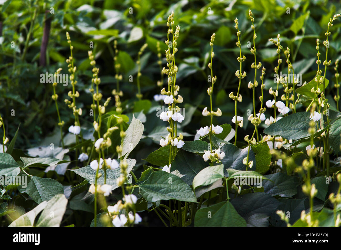 Indian beans growing in a garden; Toronto, Ontario, Canada Stock Photo