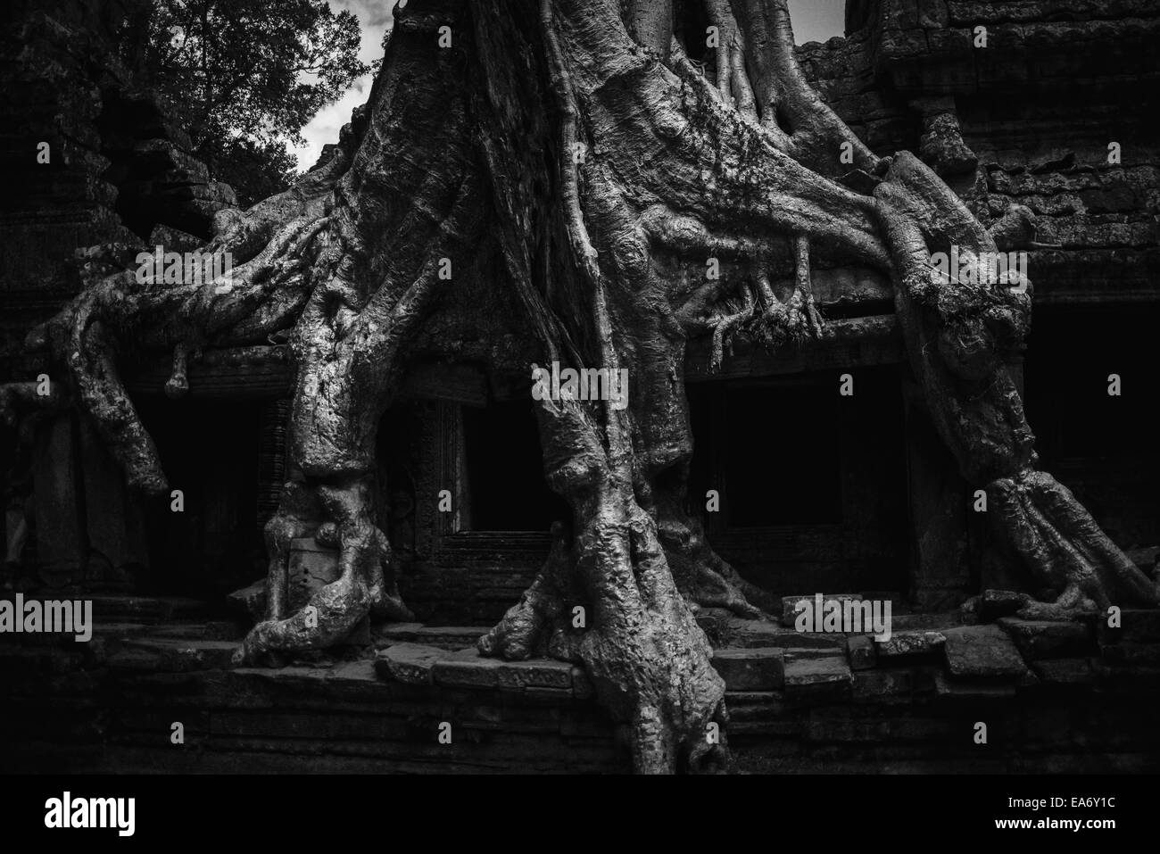 A giant jungle tree grows over a temple wall in the Angkor Wat temple complex; Siem Reap, Cambodia Stock Photo