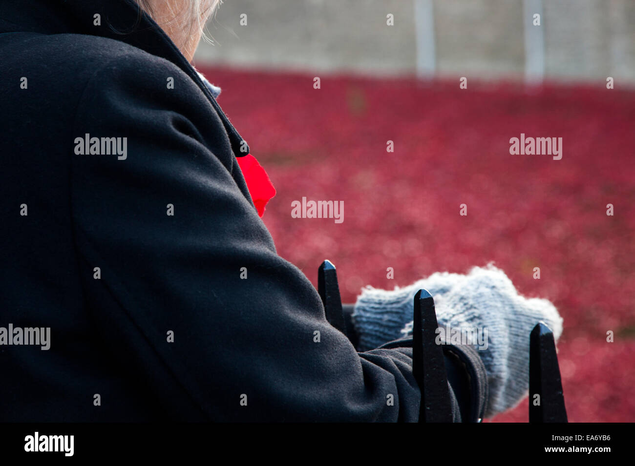 A woman wearing a Remembrance poppy at the display of ceramic poppies planted at the Tower of London to mark the WW1 centenary Stock Photo