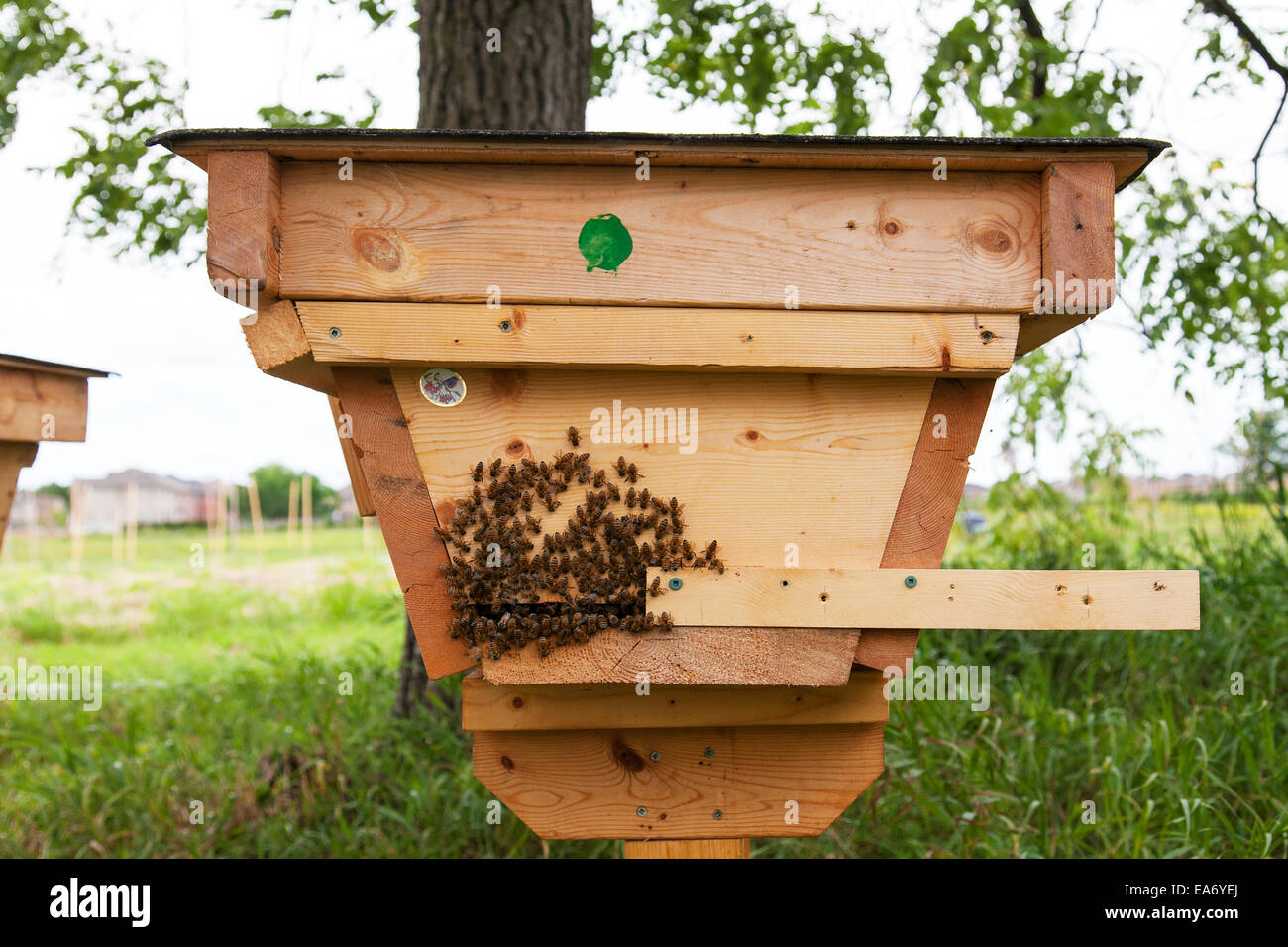 Top bar hive hires stock photography and images Alamy