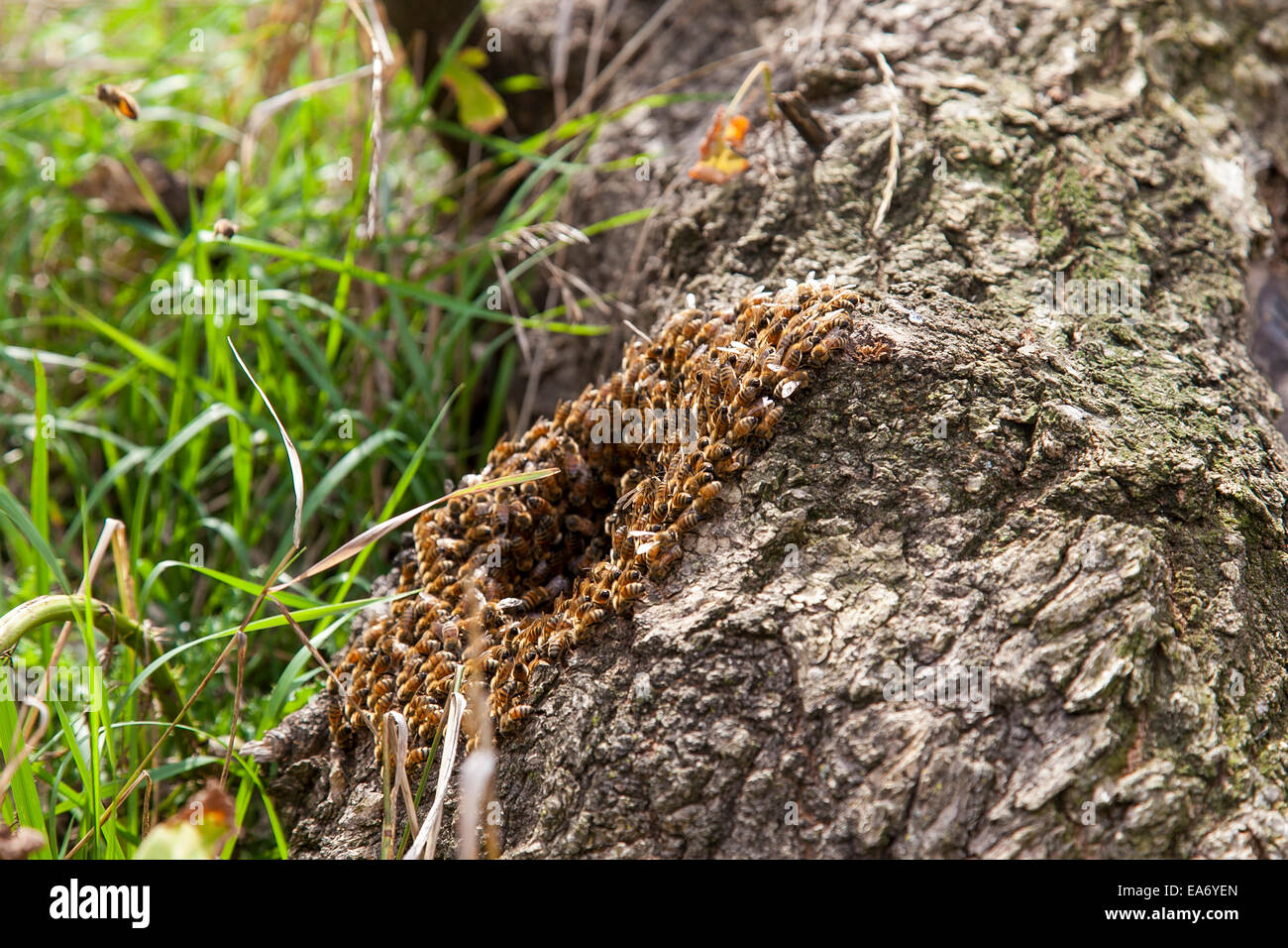 Wild honey bees in a hollow tree (Apis mellifera); Toronto, Ontario, Canada Stock Photo Alamy