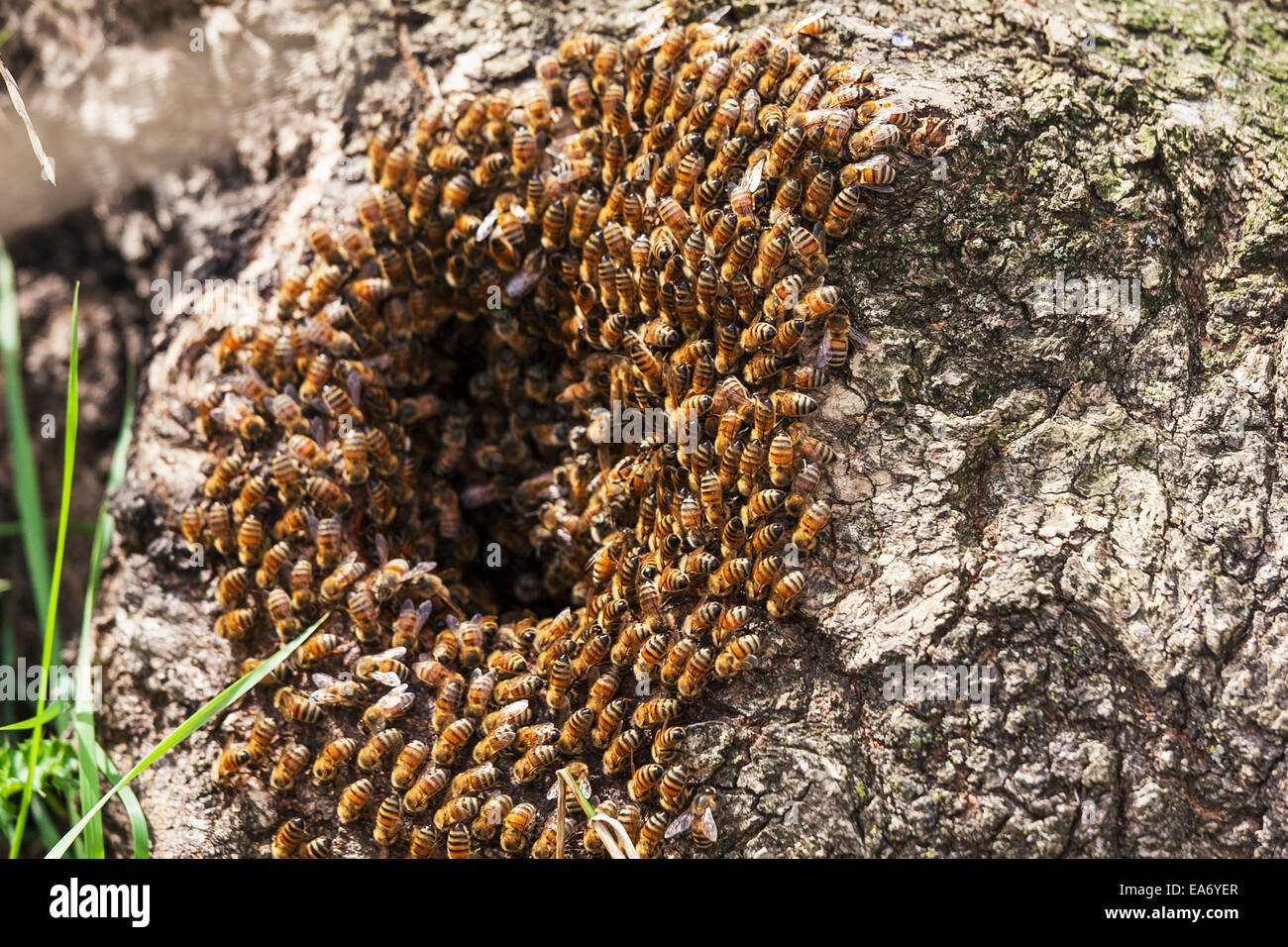 Wild honey bees in a hollow tree (Apis mellifera); Toronto, Ontario