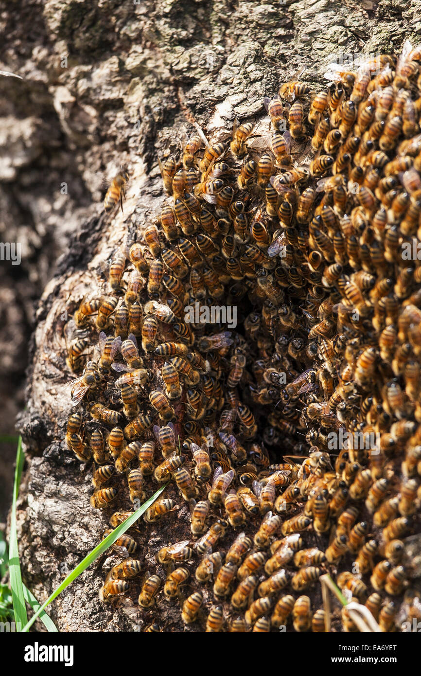 Wild honey bees in a hollow tree (Apis mellifera); Toronto, Ontario