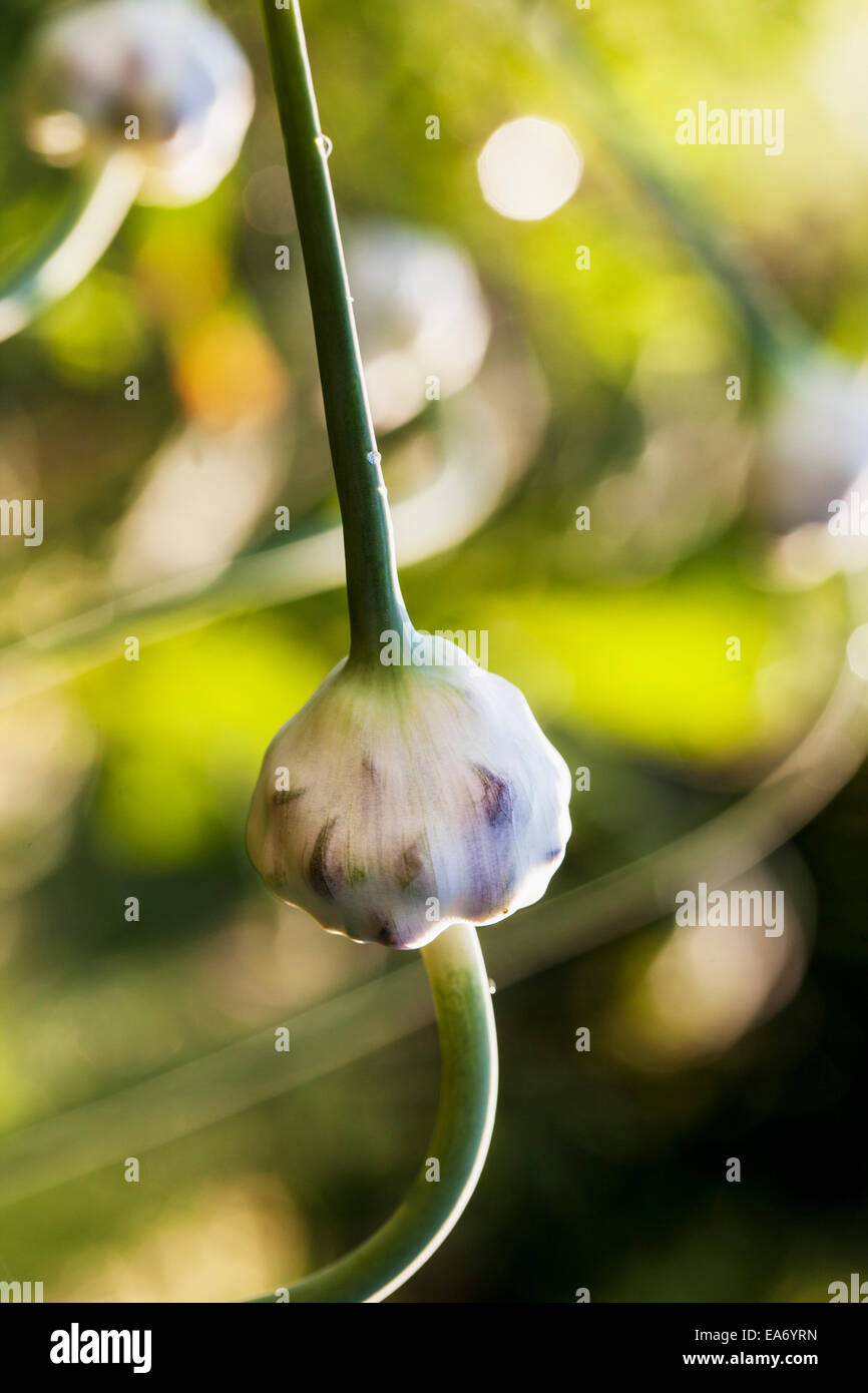 Garlic flower scapes hires stock photography and images Alamy