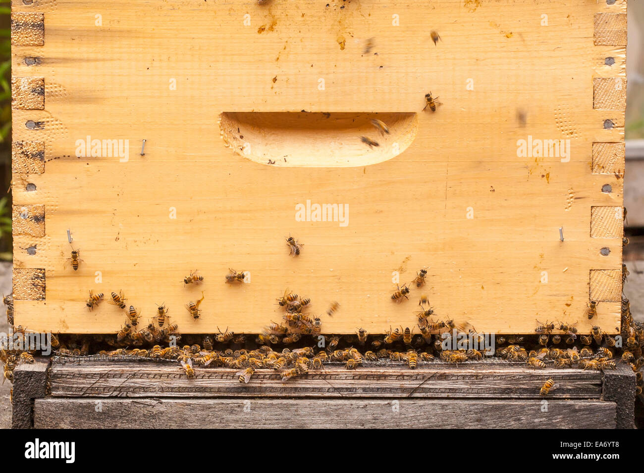 Busy honey bees in a Langstroth hive box; Toronto, Ontario, Canada Stock Photo