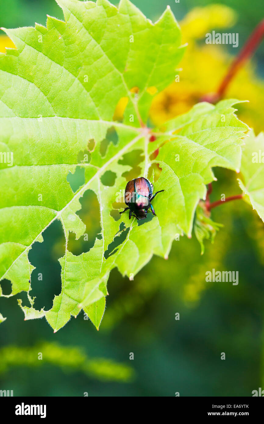Japanese beetle (Popillia japonica) skeletonizing wild fox grape leaves