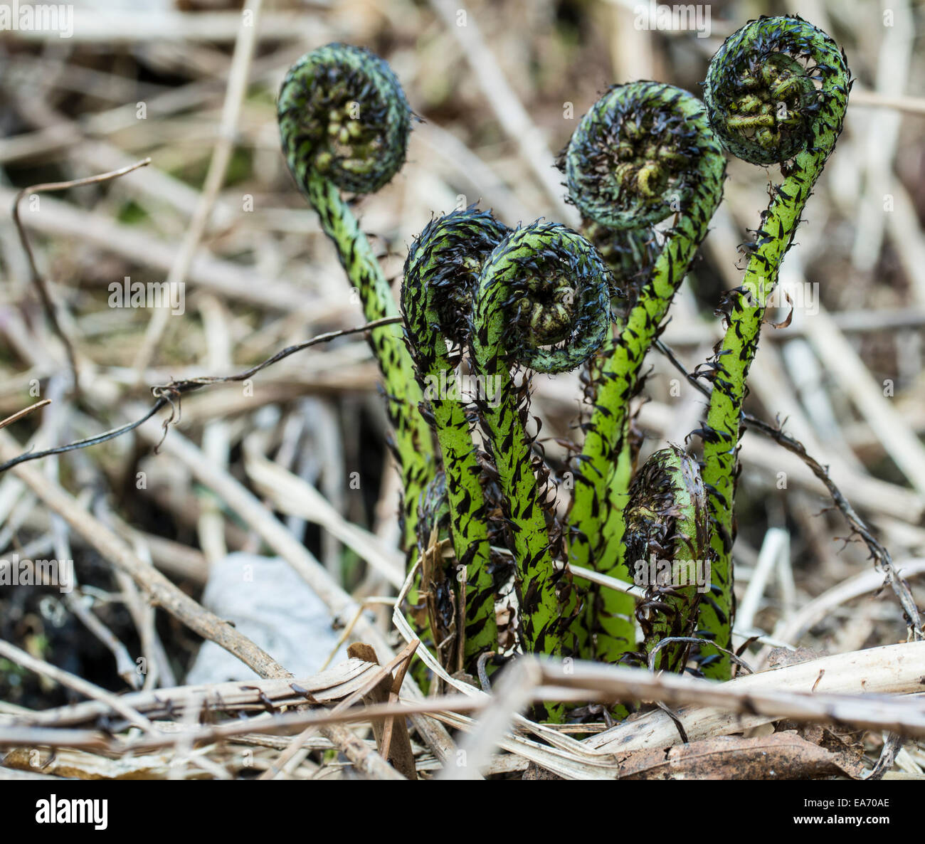 Close up of ferns uncurling in springtime; Ontario, Canada Stock Photo ...