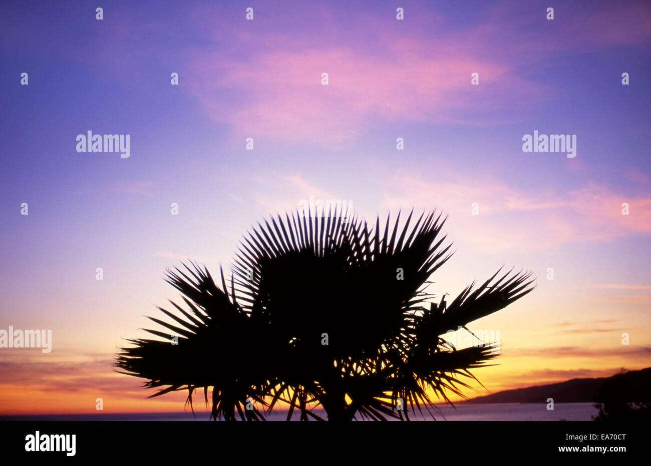 Palm tree in park above Santa Monica Beach at sunset Stock Photo