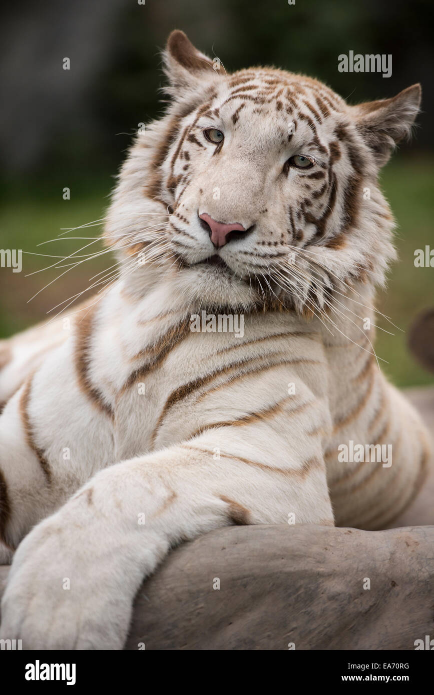 Inbreeding hires stock photography and images Alamy