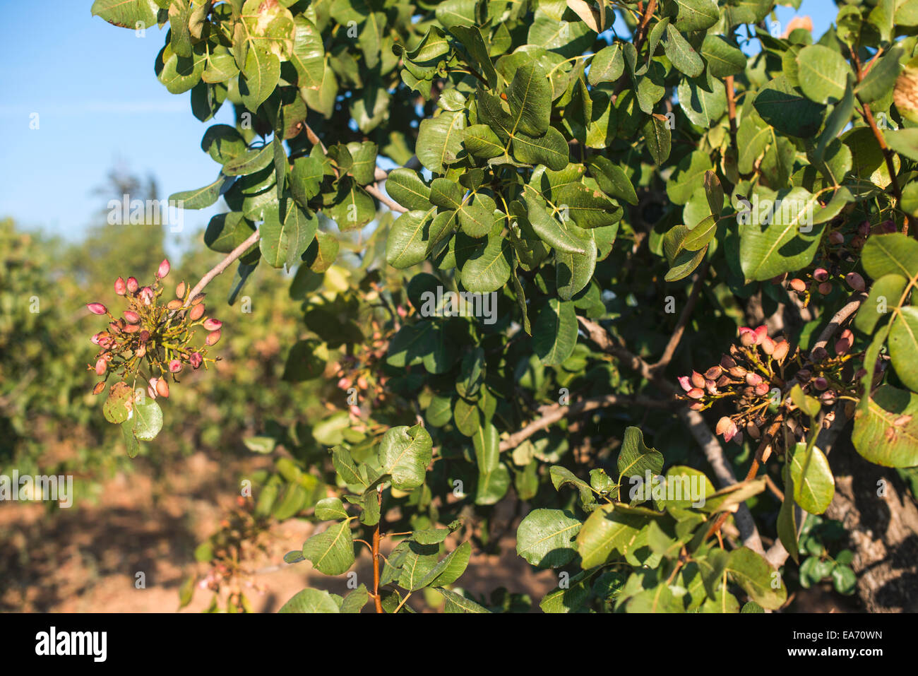 Pistachio tree. Close up branch with fruits Stock Photo Alamy