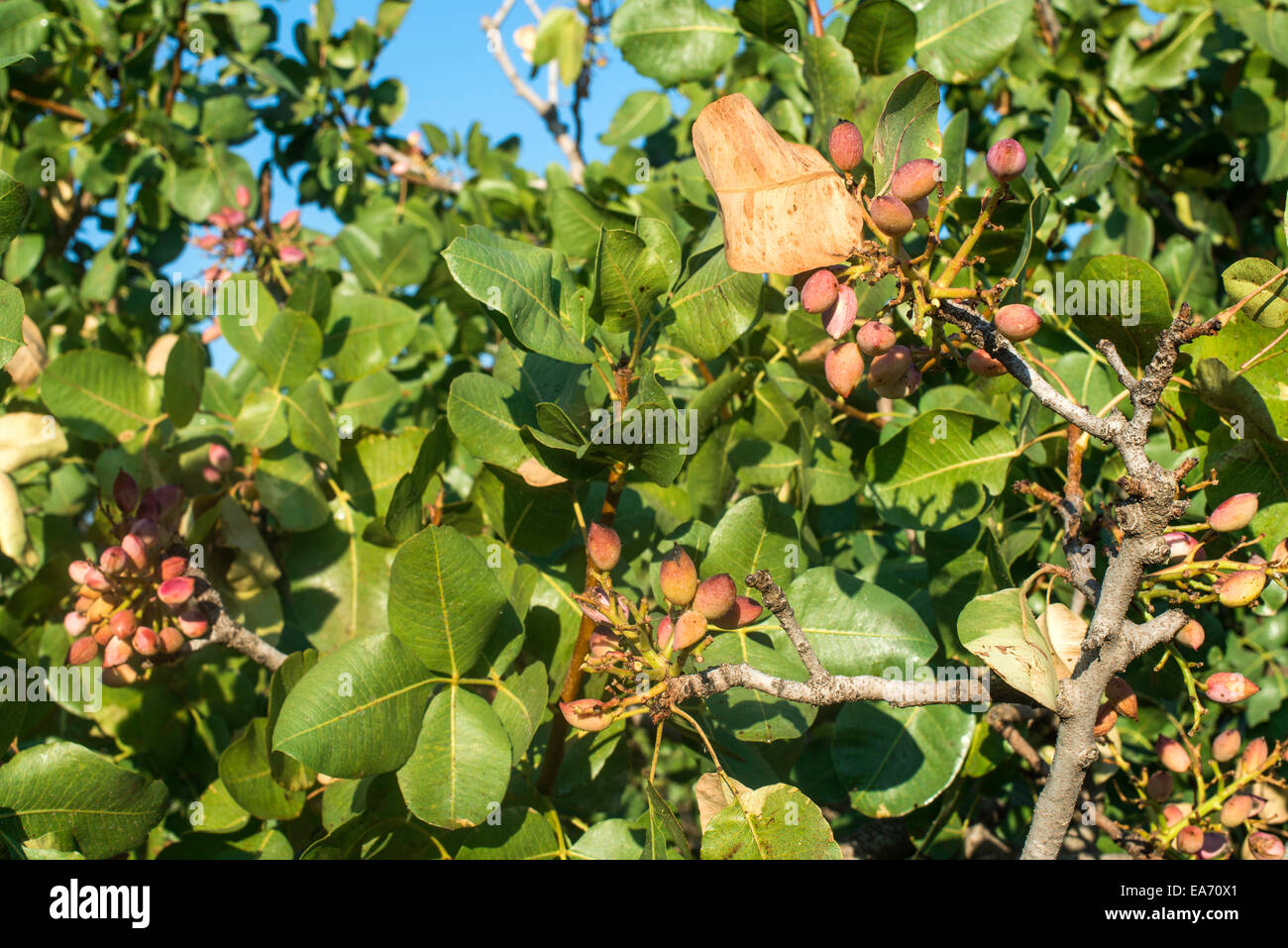 Pistachio tree. Close up branch with fruits Stock Photo Alamy