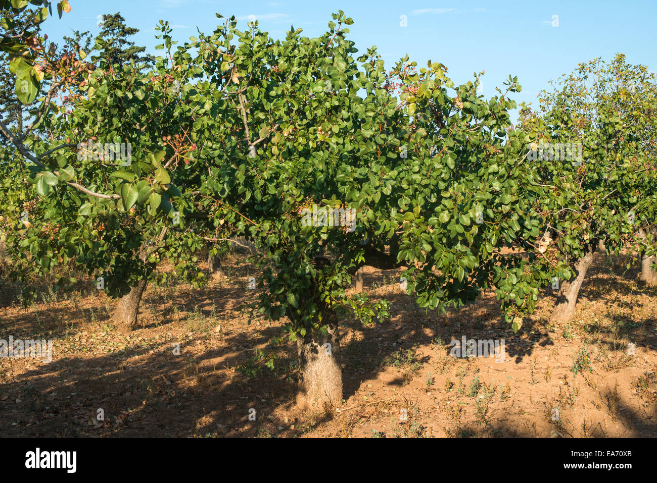 Pistachio trees in Greece. Pistachio plantation Stock Photo, Royalty ...