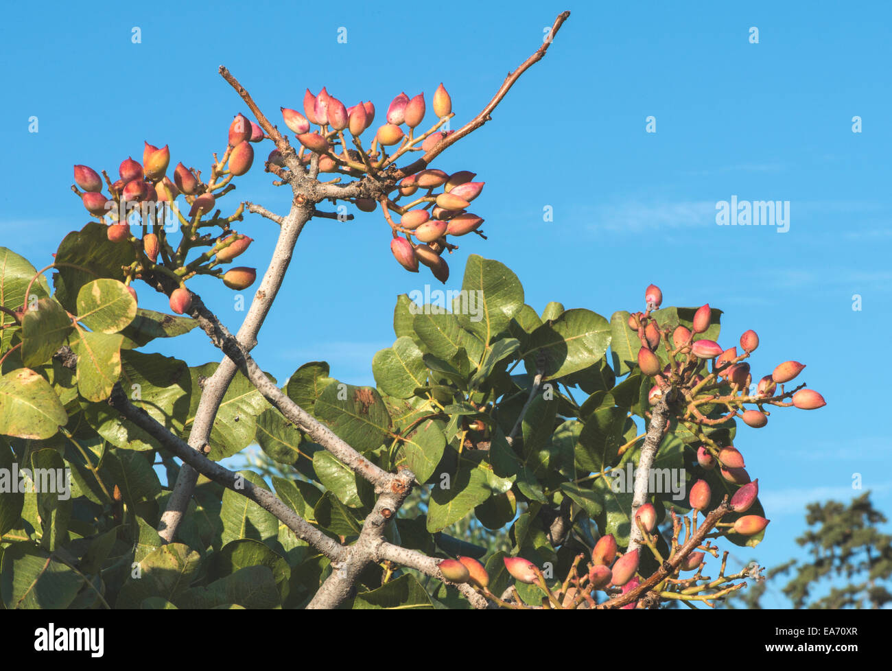 Pistachio tree hires stock photography and images Alamy