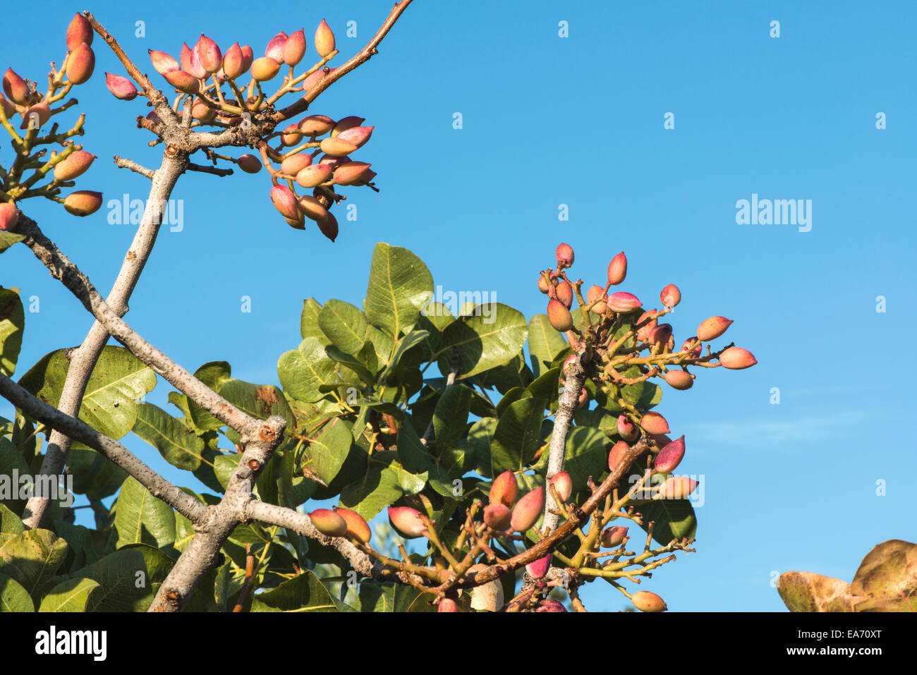 Pistachio Tree Orchard High Resolution Stock Photography and Images Alamy