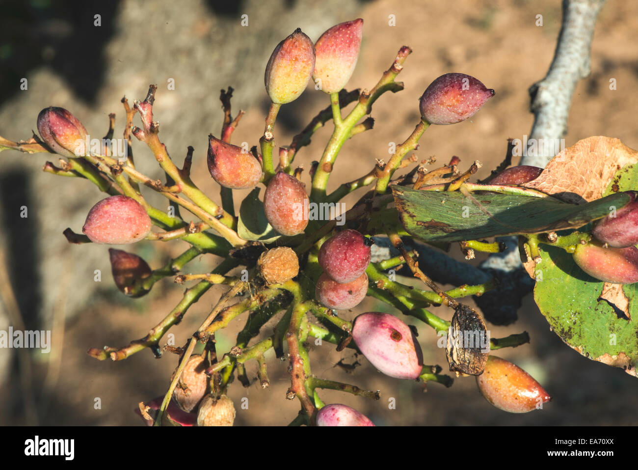Pistachio tree. Close up branch with fruits Stock Photo Alamy