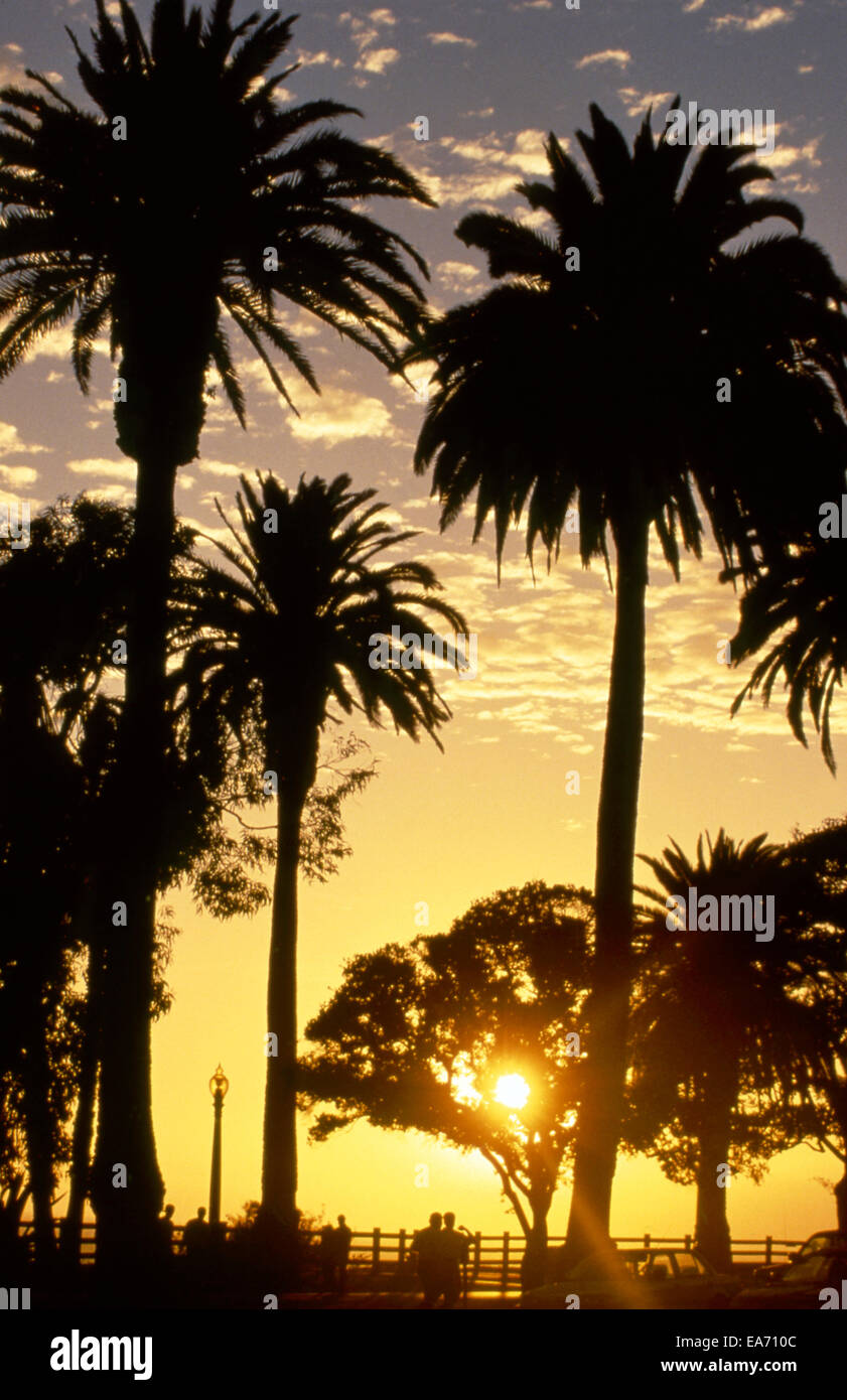 Palm trees in Palisades Park on cliffs above Santa Monica Beach at sunset Stock Photo