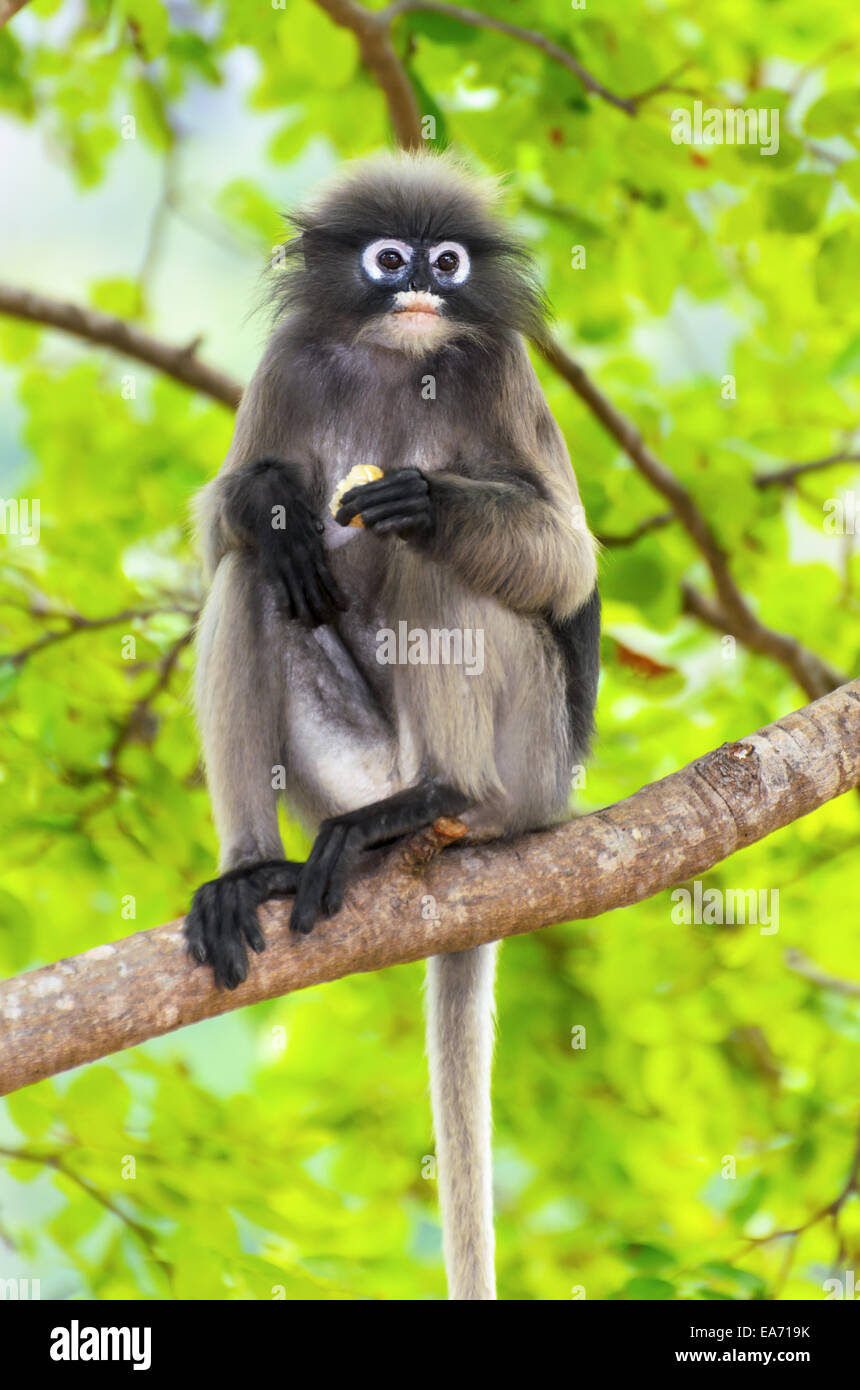 Dusky leaf, Dusky langur, Spectacled langur or Trachypithecus obscurus monkey with black and gray on tree in wilds, Thailand Stock Photo