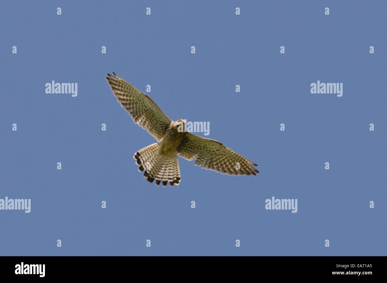 Kestrel [Falco tinnunculus] underside hovering June Stock Photo