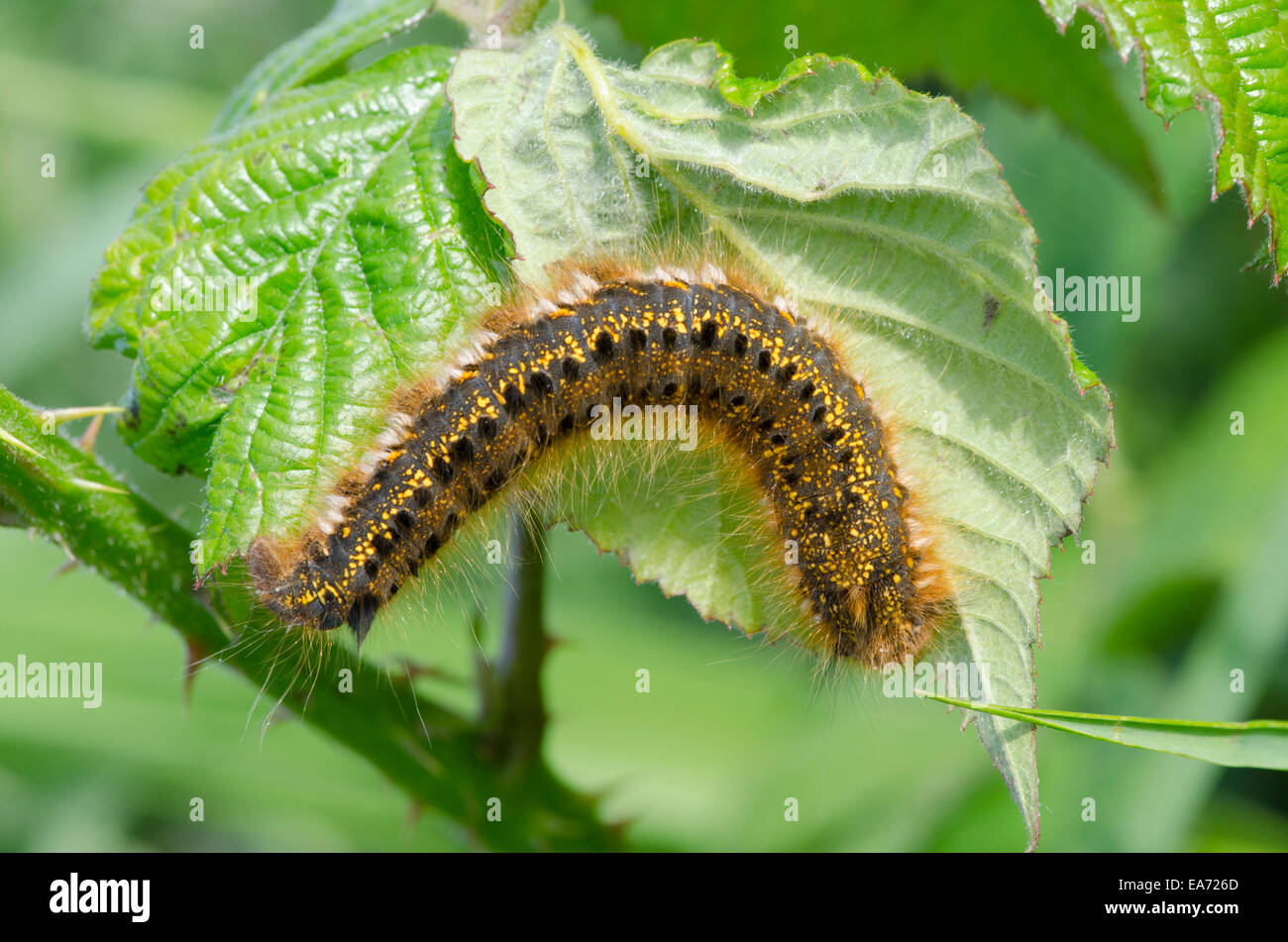 The Drinker Moth Euthrix potatoria] caterpillar June Norfolk Stock Photo