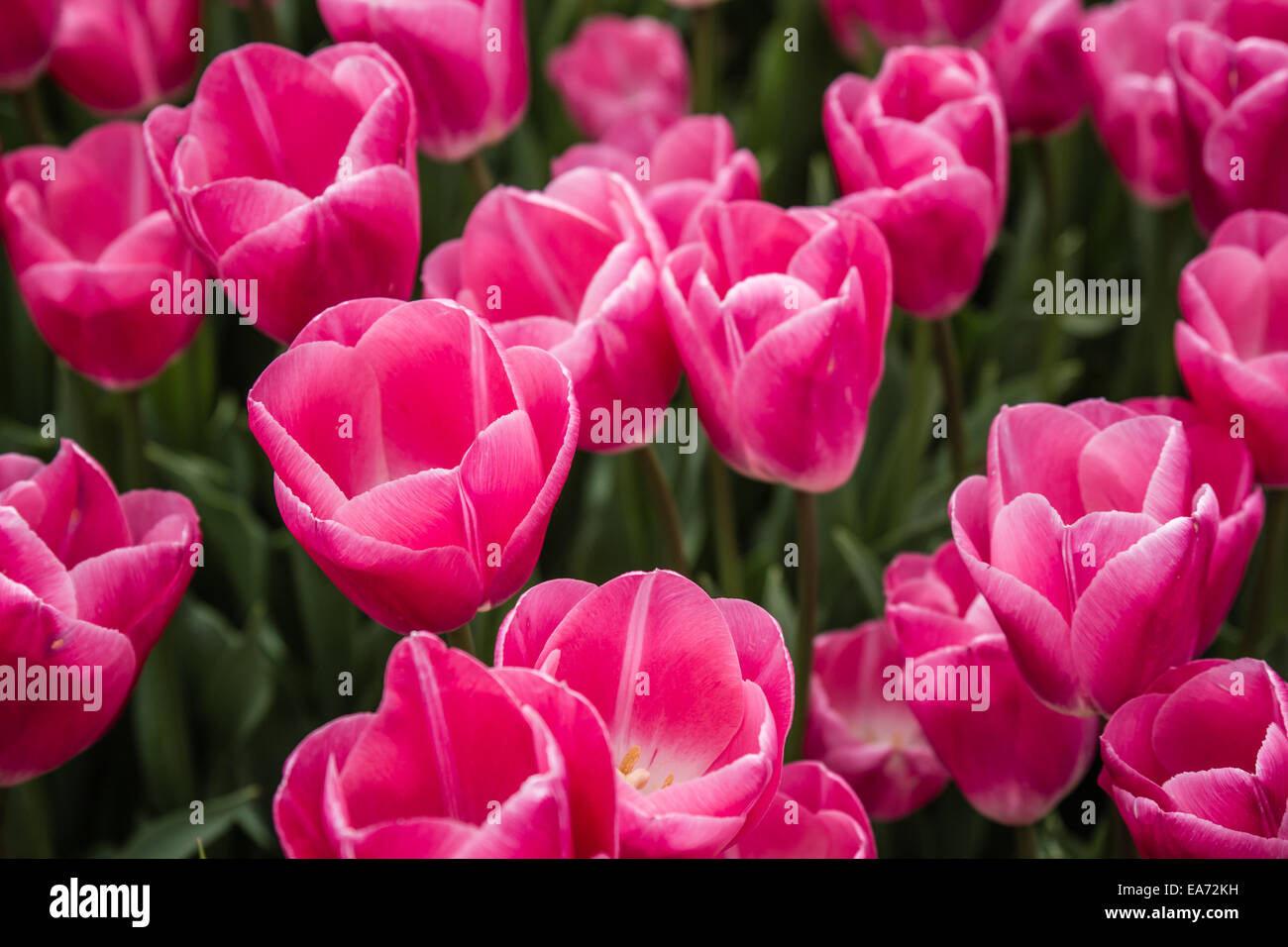 Beautiful pink tulips at a green garden of Istanbul/Turkey at spring time Stock Photo