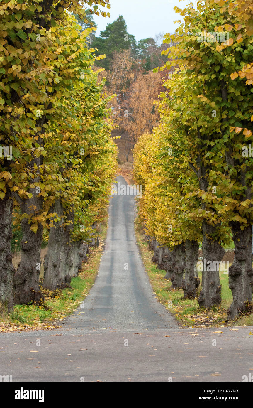 Autumn Avenue of Trees Stock Photo