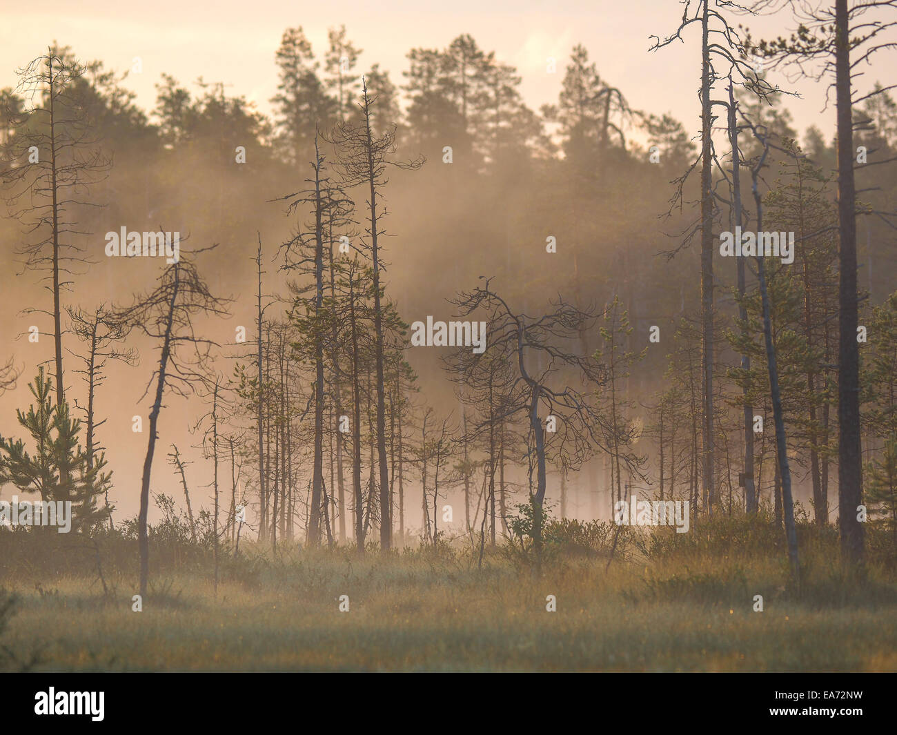 The sun shines through the forest at a misty morning Stock Photo - Alamy