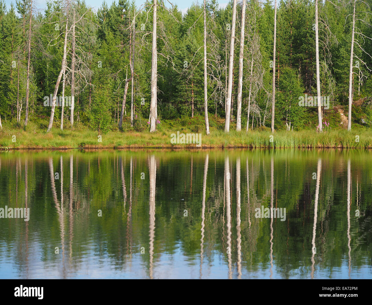 reflection of the forest in the pond Stock Photo - Alamy