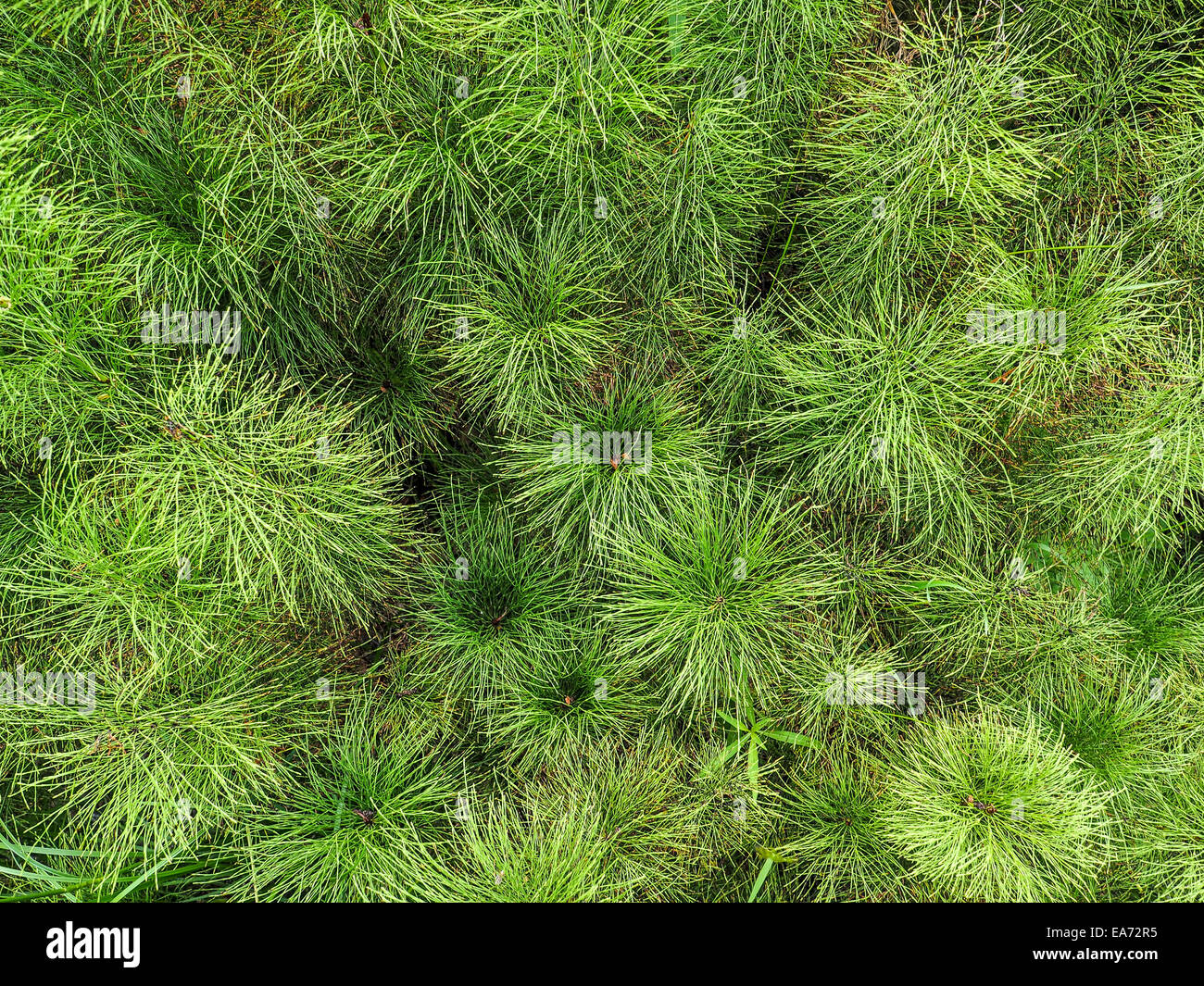Equisetum horsetail, snake grass, puzzlegrass Stock Photo