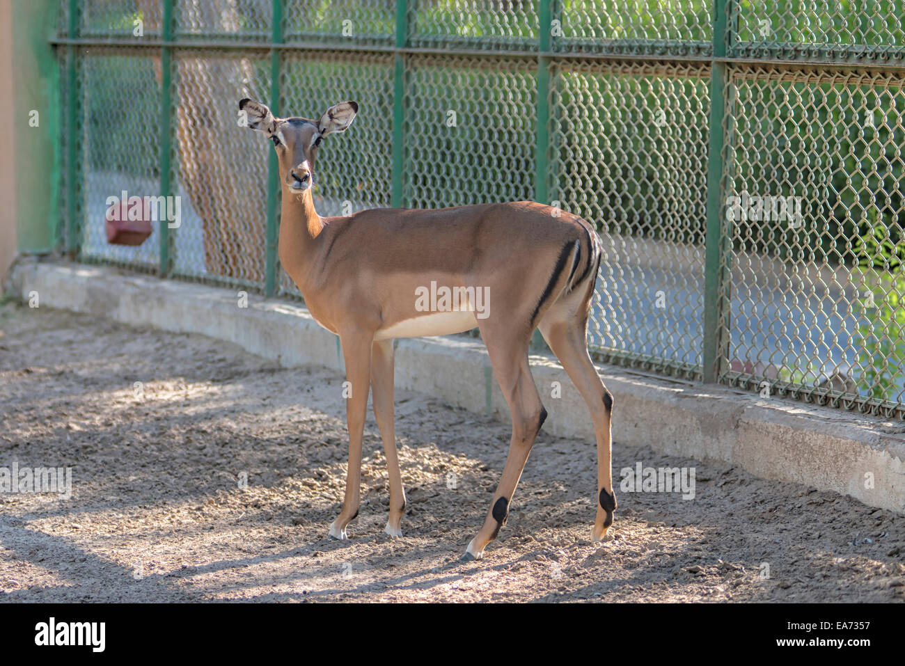 Kuwait city zoo hi-res stock photography and images - Alamy