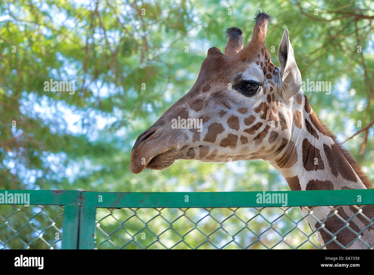 Kuwait city zoo hi-res stock photography and images - Alamy Kuwait city zoo hi-res stock photography and images - Alamy