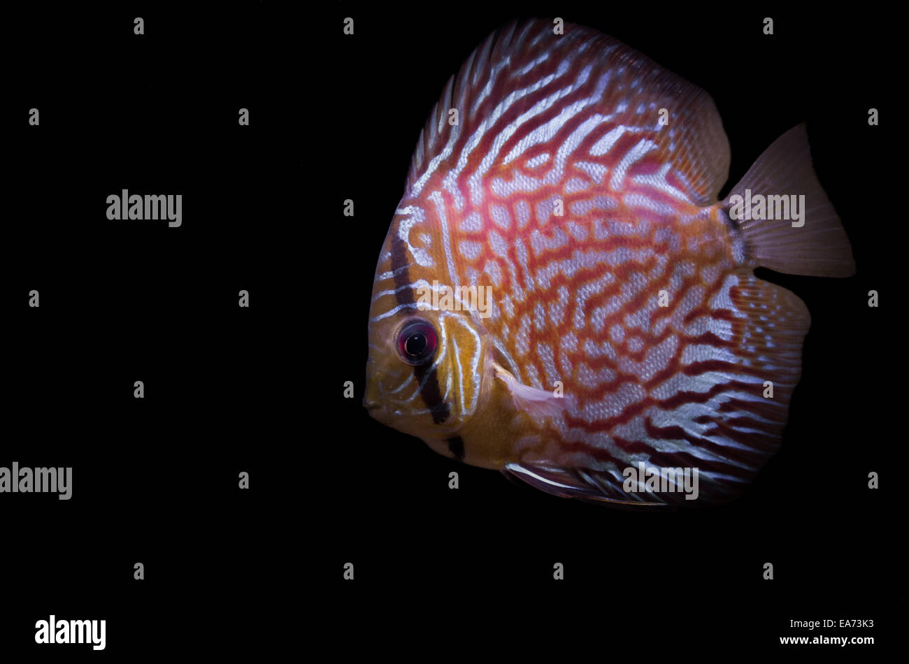 Red Pigeon Diskus Fish Stock Photo - Alamy