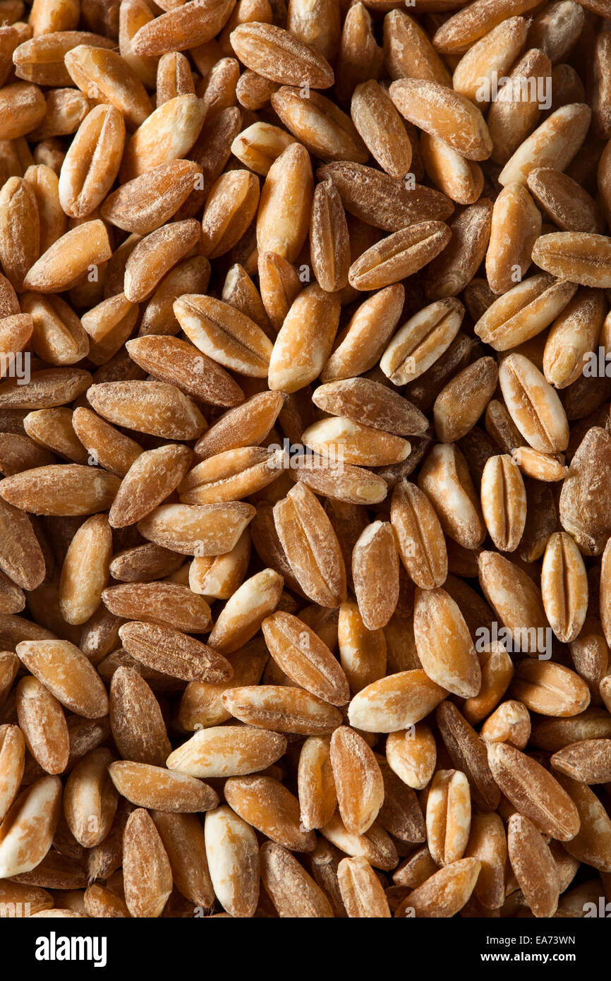 Farro seed hires stock photography and images Alamy